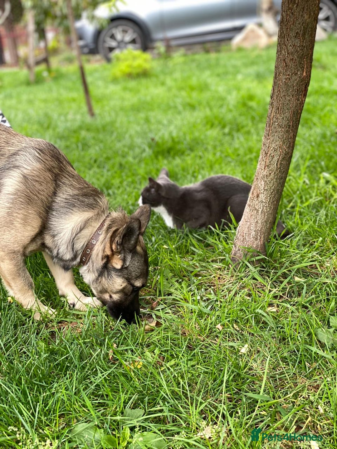 Mixed Breed dogs for adoption: 💙🐶 KAI 🐶💙 - Image 6