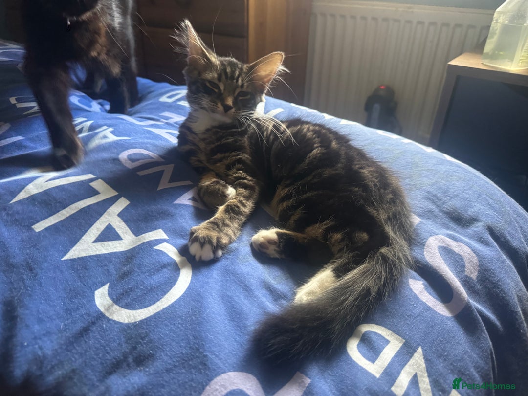 Mixed Breed cats for sale: Fluffy kittens for sale  in Kingston upon Thames - Image 16