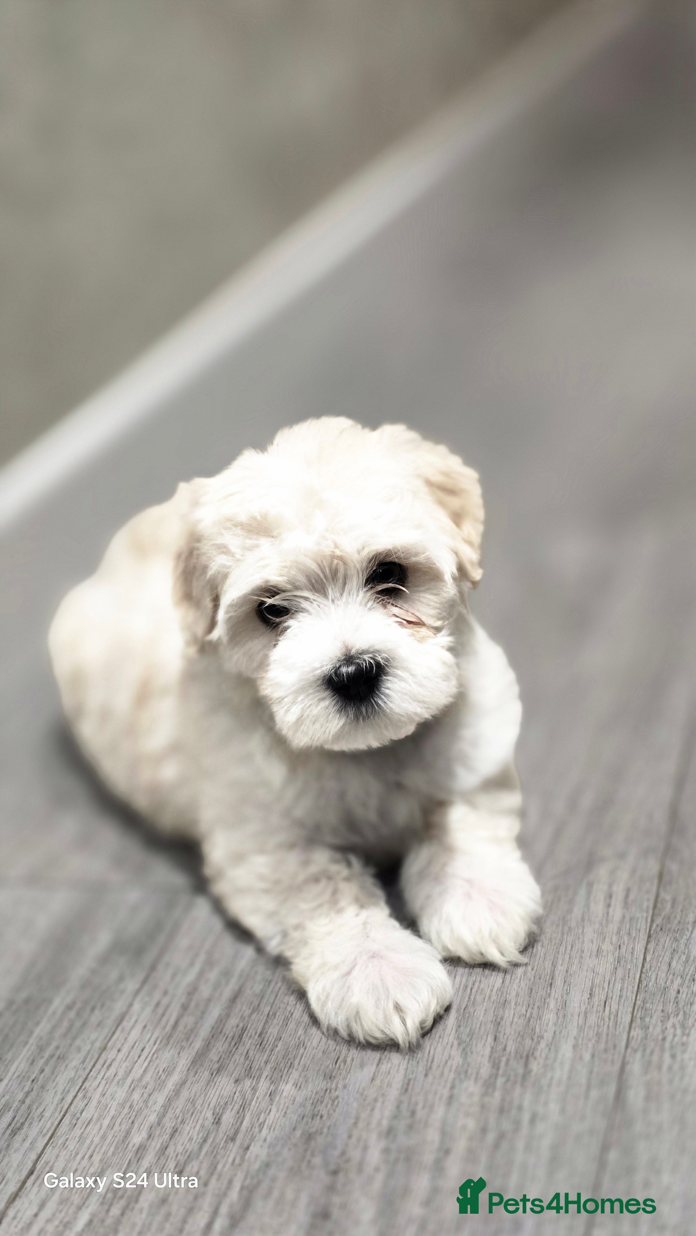 Bichon Frise dogs  Adorable Bichon puppies 🐶 🩷🩷🩷 - Advert 1