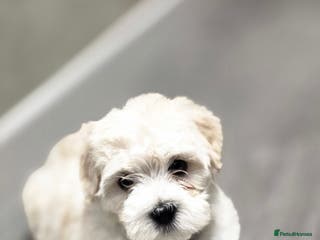 Bichon Frise dogs Adorable Bichon puppies 🐶 🩷🩷🩷 - Advert 5