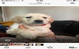 Golden Retriever dogs for sale: Cream golden retriver for sale ONLY 2 Available  - Image 13