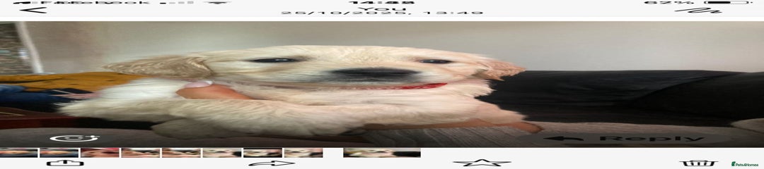 Golden Retriever Puppy 5