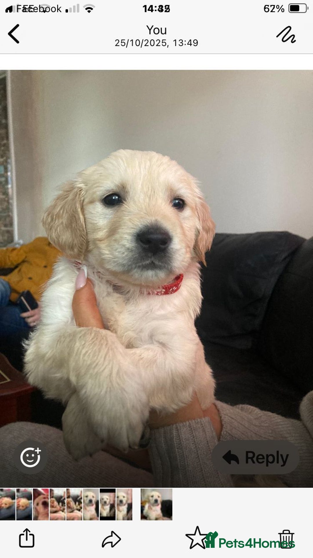 Golden Retriever dogs for sale: Cream golden retriver for sale ONLY 2 Available  - Image 13