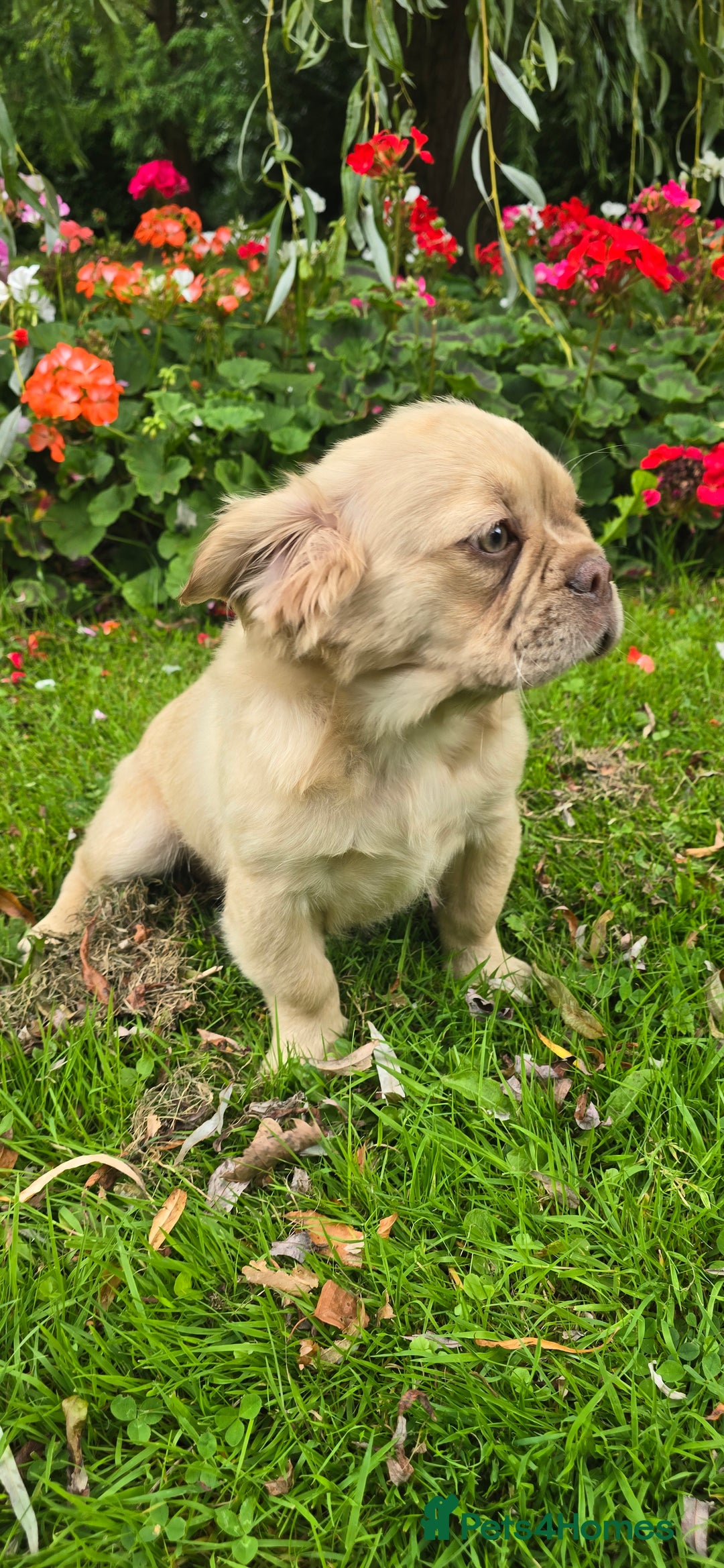 French Bulldog dogs for sale: full fluffy frenchy pups - Image 2