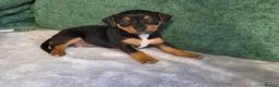 Jack Russell dogs for sale: Jack russell puppies - Advert 3