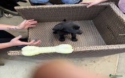 Labrador Retriever dogs for sale: 6 beautiful pedigree Labrador puppies - Image 10