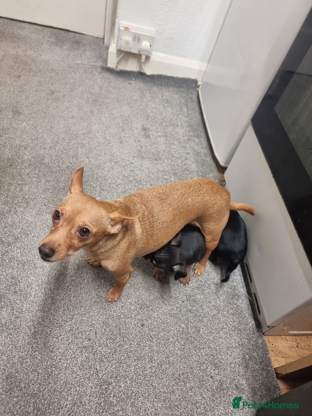 German Pinscher dogs for sale: Pincher - Advert 2