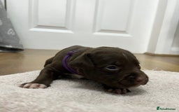 American Bull Staffy dogs for sale: Staffy Bull Puppies - Image 23