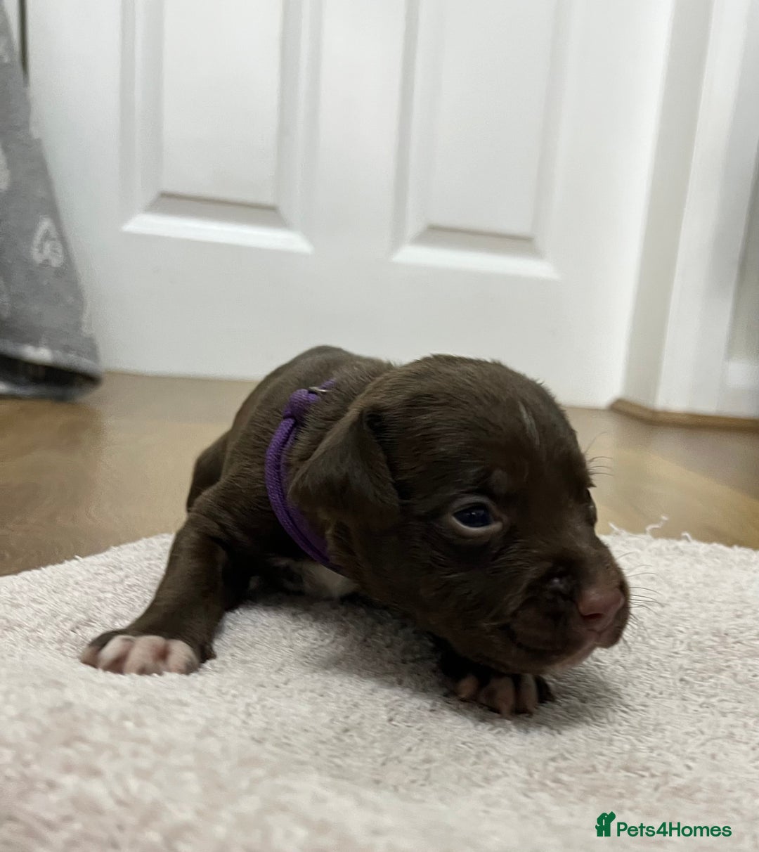 American Bull Staffy dogs for sale: Staffy Bull Puppies - Image 23