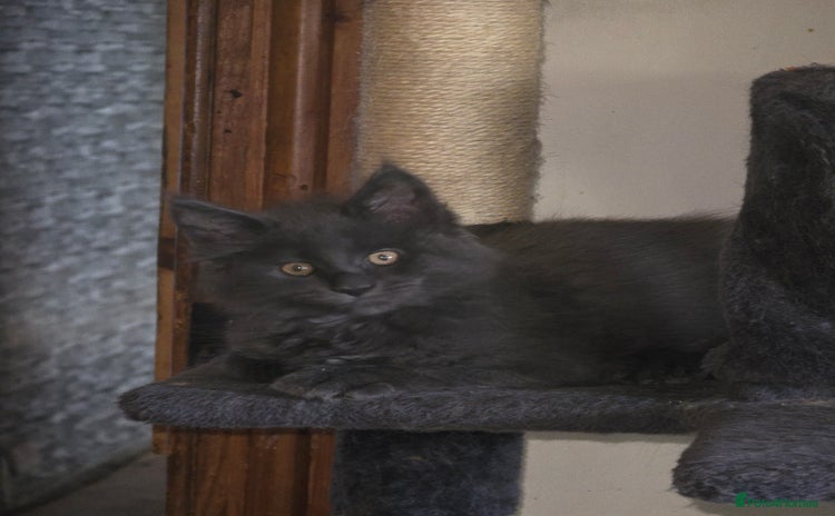 Maine Coon cats - Advert 5