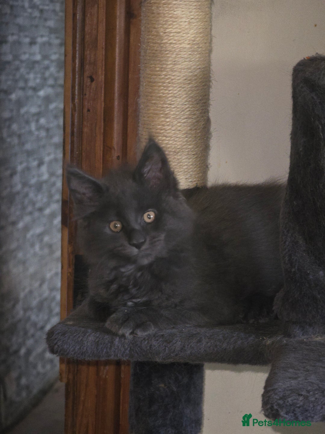 Maine Coon cats for sale: Blue Maine Coon babies - Image 1