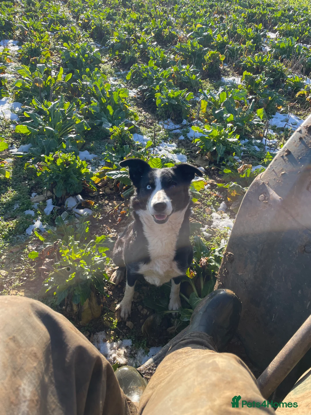 Border Collie dogs for sale: Border Collie Puppies For Sale! in Cheltenham - Advert 1