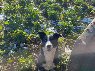 Border Collie dogs Border Collie Puppies For Sale! - Advert 1