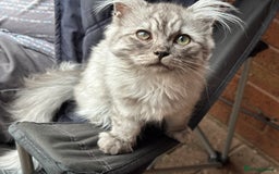 Mixed Breed cats for sale: unique grey smoke tipped female Persian cross  - Image 6
