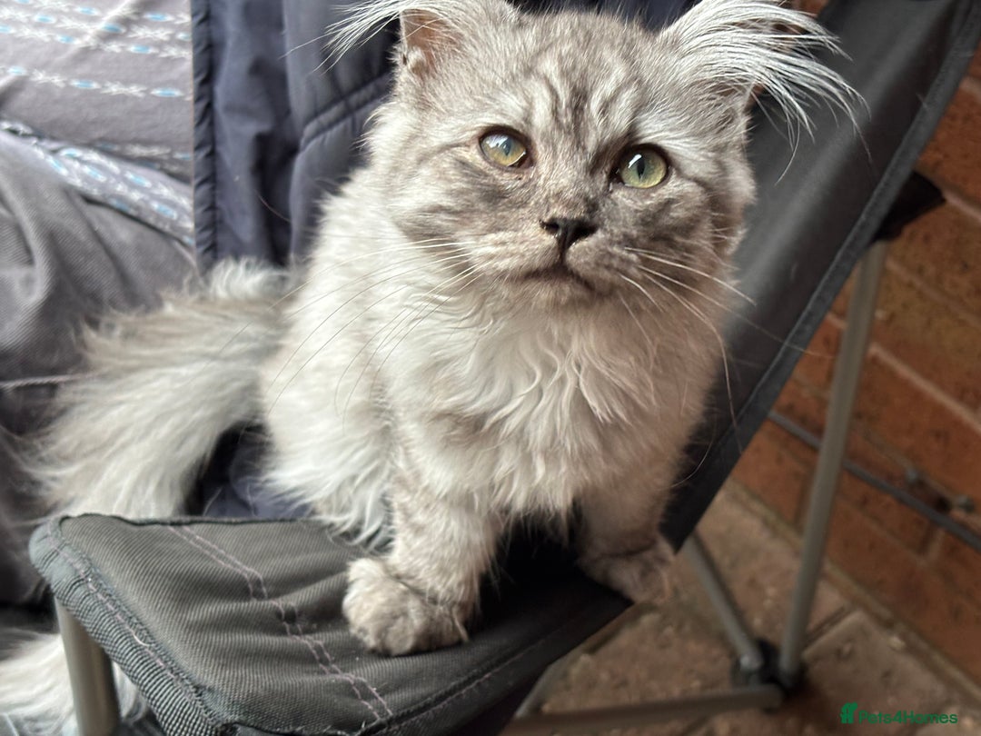 Mixed Breed cats for sale: unique grey smoke tipped female Persian cross  - Image 6