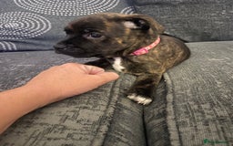 Staffordshire Bull Terrier dogs for sale: Staffordshire Bull Terrier Pups  - Image 8