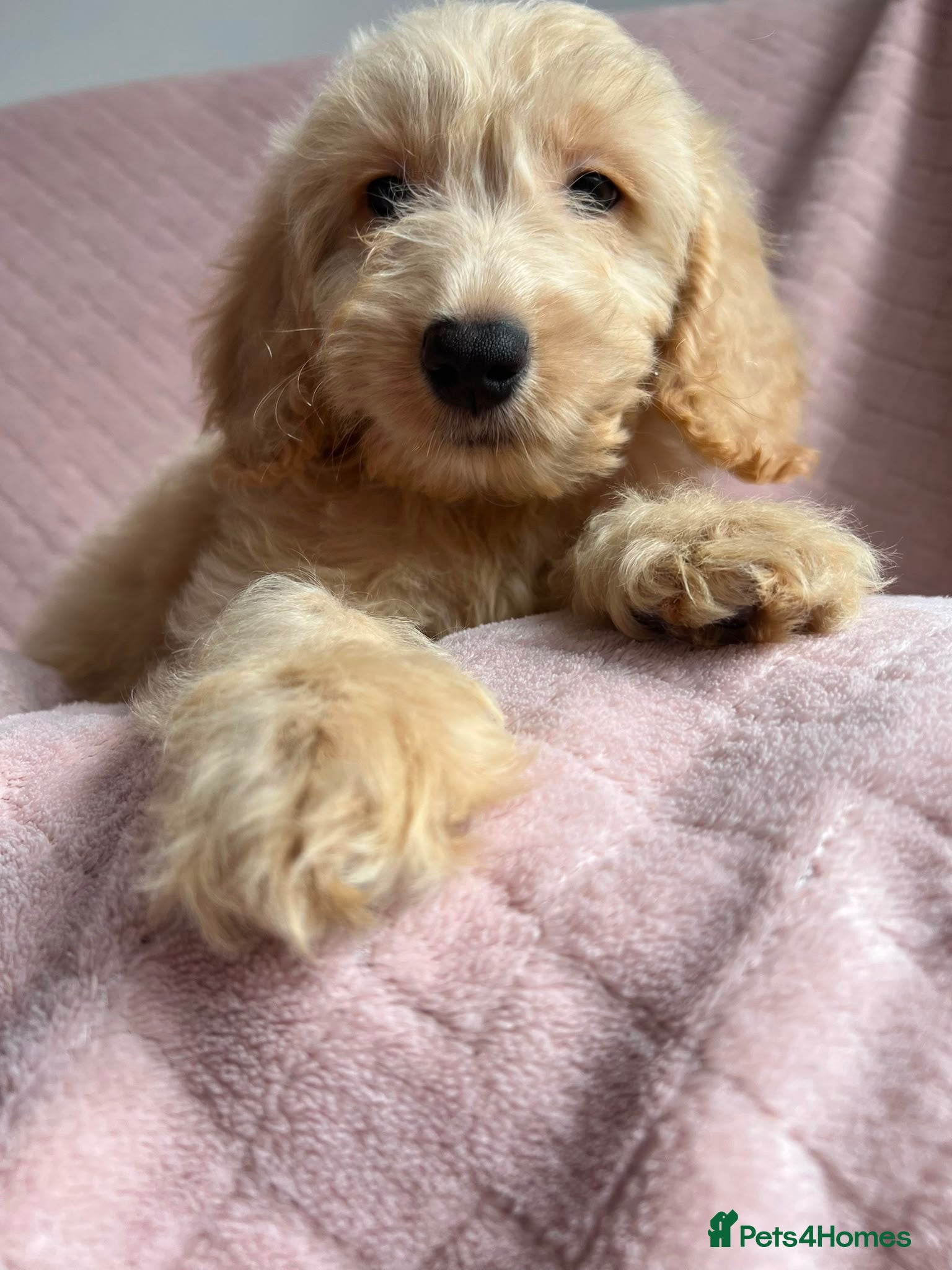 Cockapoo dogs  Cockapoo puppies  - Advert 12