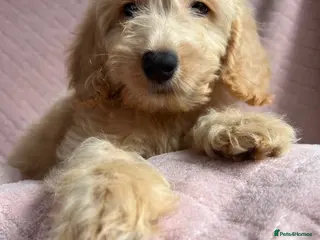 Cockapoo dogs Cockapoo puppies - Advert 12