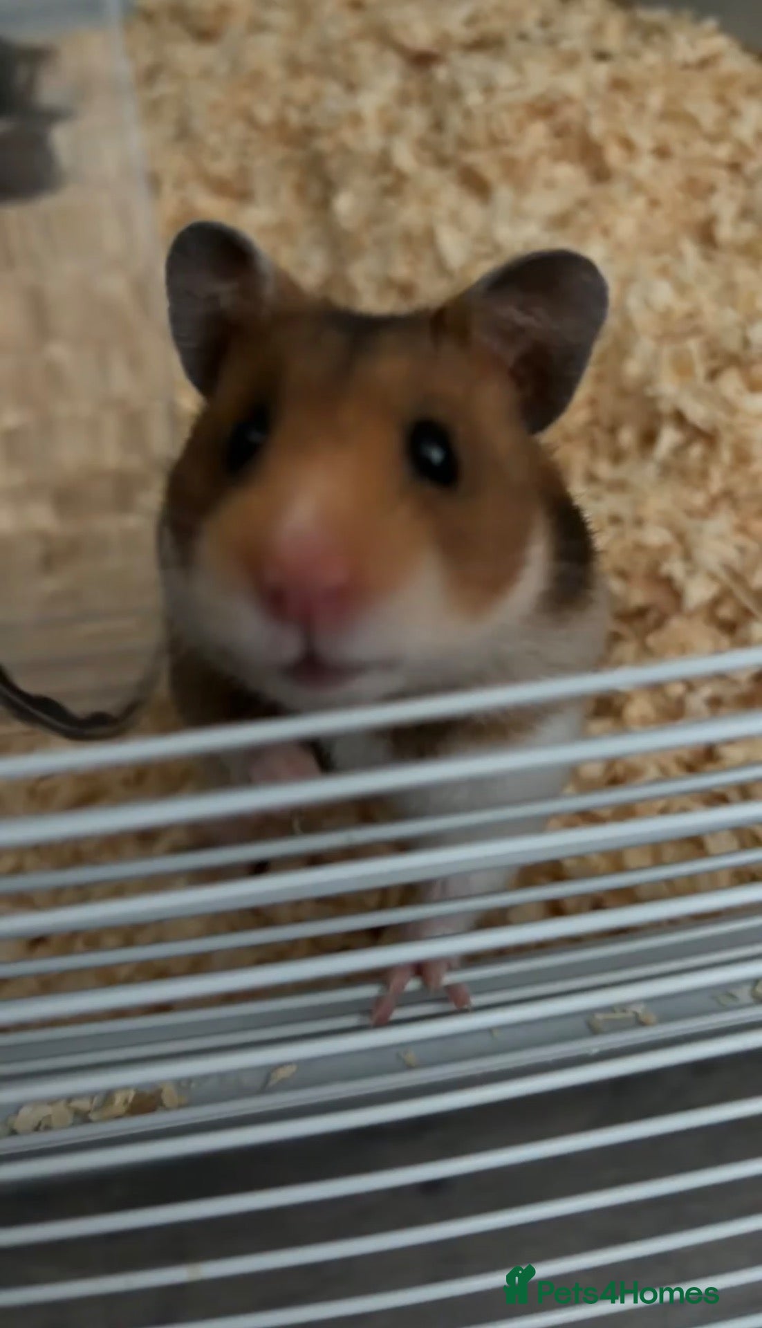 Hamster rodents Syrian Hamster - Advert 1