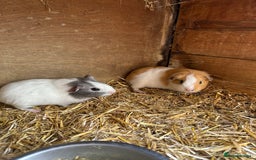 Guinea Pig rodents for sale: Baby guinea pig brothers  - Image 2