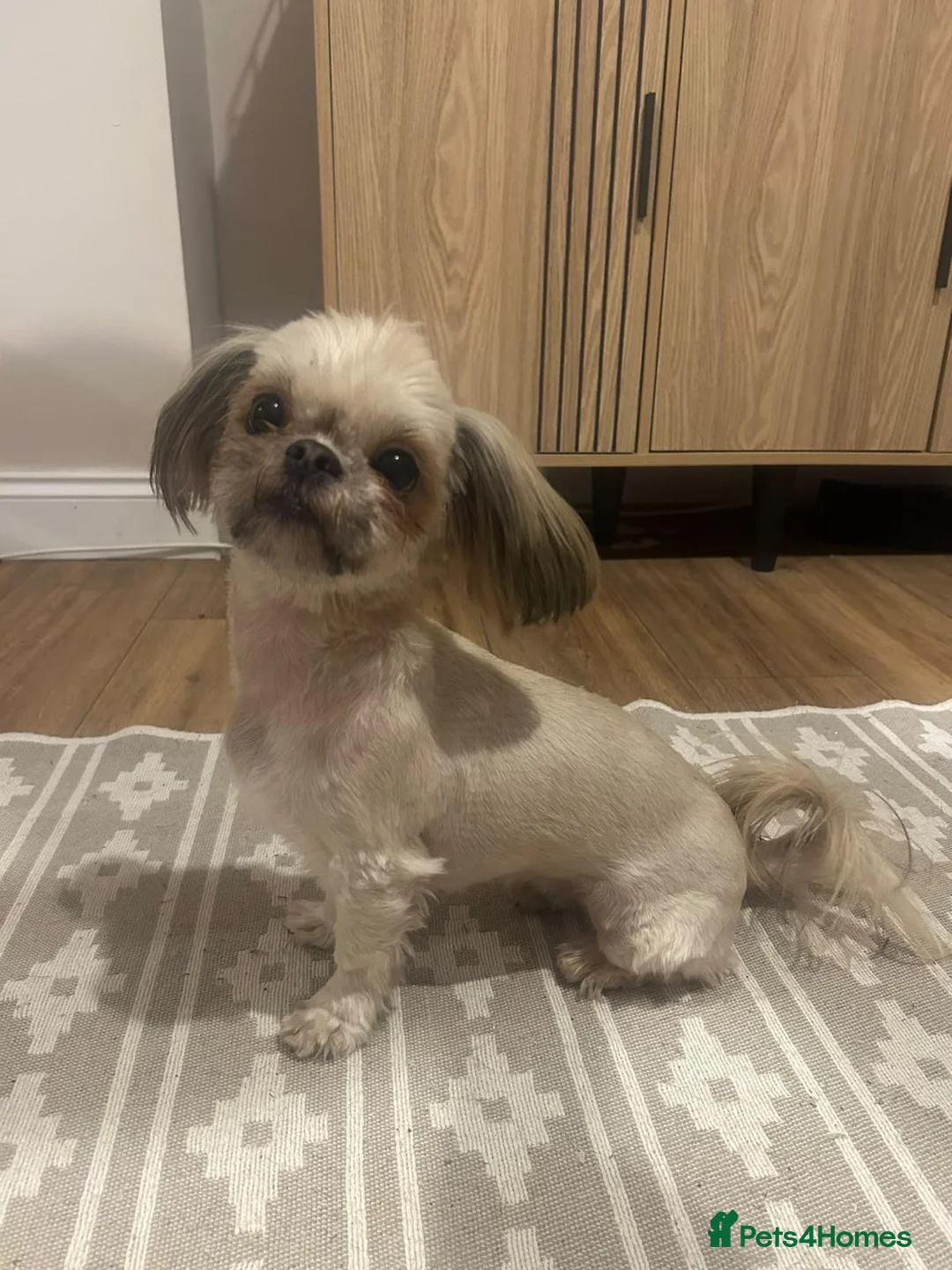 Shih Tzu dogs for sale: KC Registered Girl - Advert 1