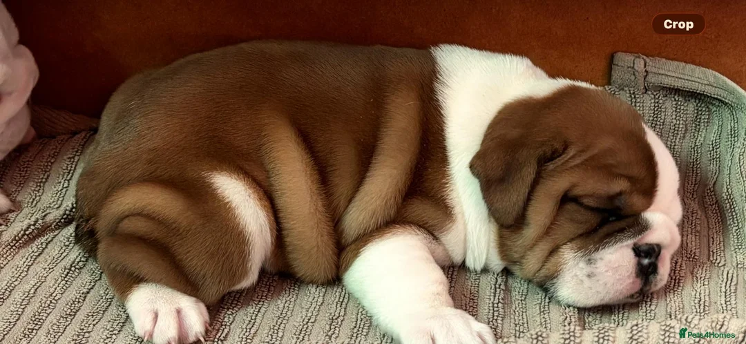 English Bulldog dogs for sale: 2 Red and white English bulldogs KC registered  in Great Yarmouth - Advert 6