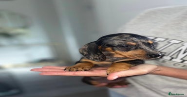 Miniature Dachshund dogs - Advert 1