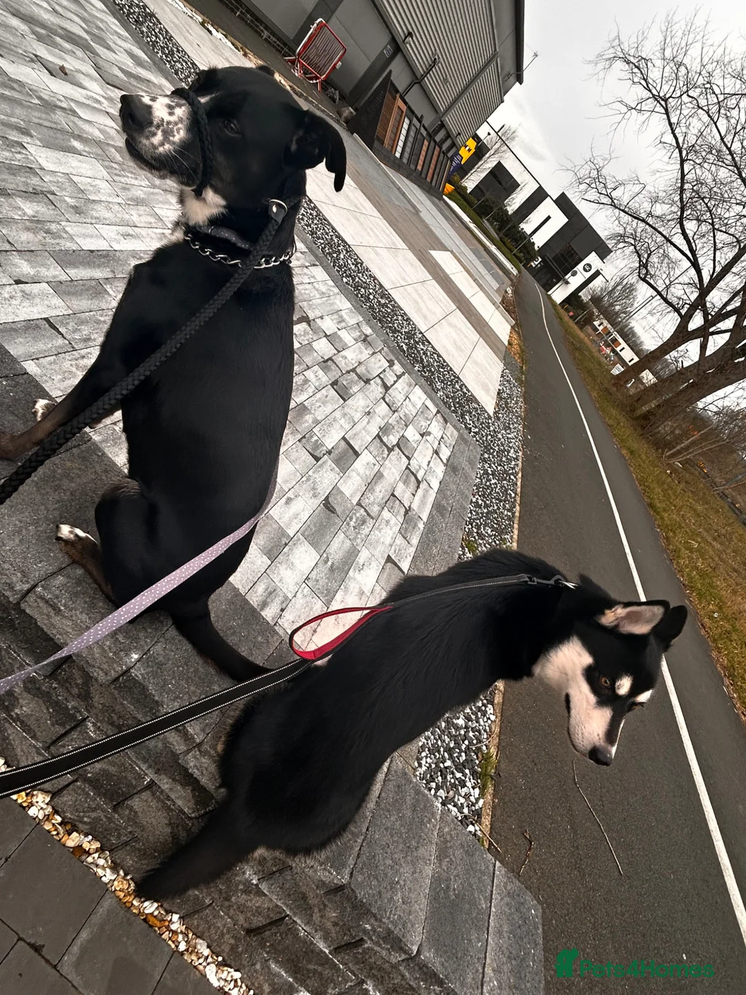 Mixed Breed dogs for sale: This is Leya - Advert 2