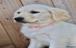Golden Retriever dogs for sale: Golden retriever  - Image 12