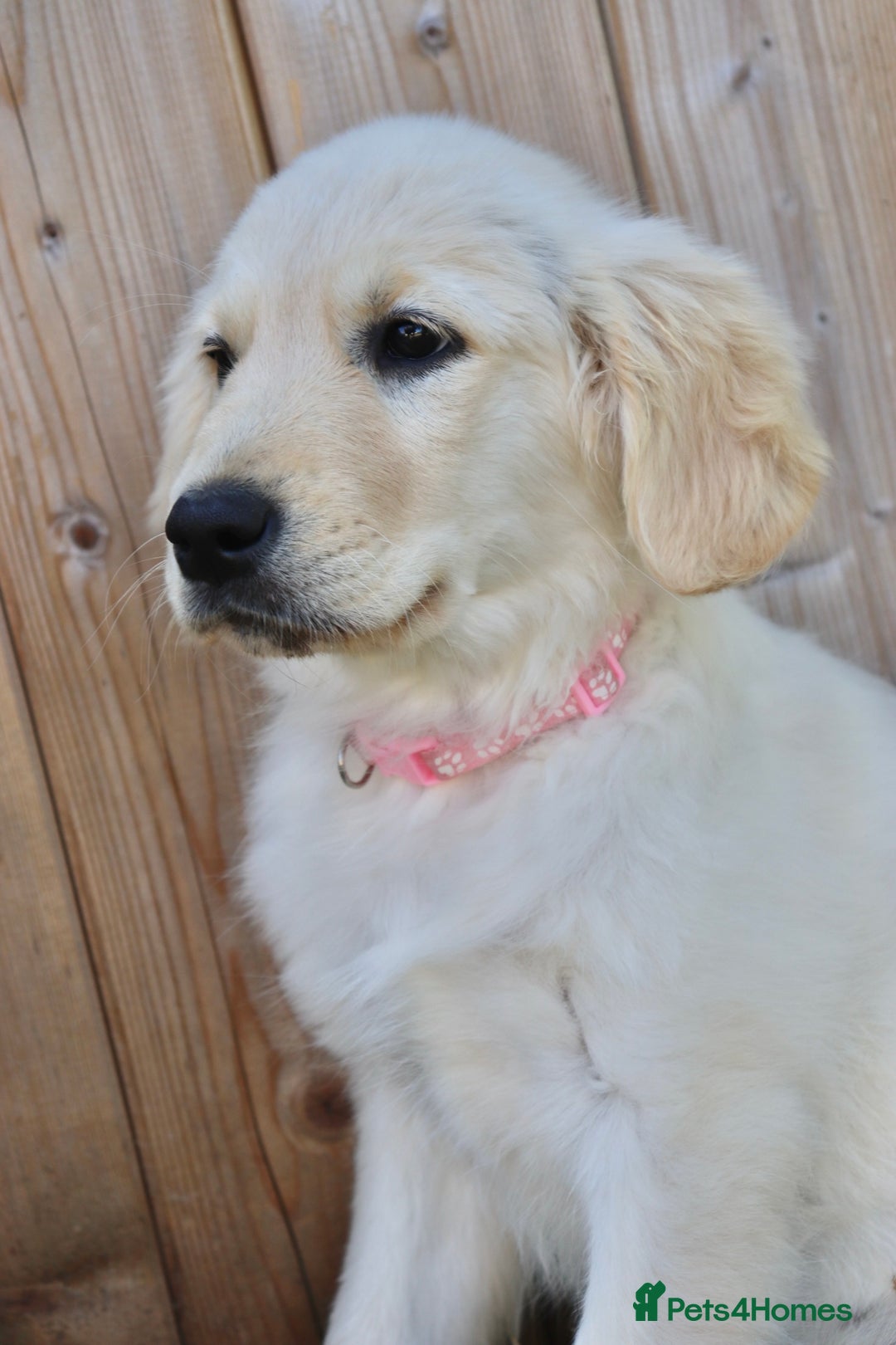 Golden Retriever dogs for sale: Golden retriever  - Image 12