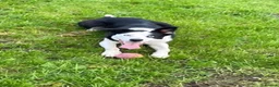 Border Collie dogs for sale: Female border collie  - Advert 2