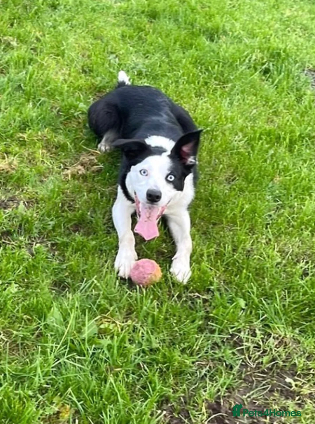 Border Collie dogs for sale: Female border collie  - Advert 2