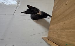 Mixed Breed cats for sale: 5 BEAUTIFUL KITTENS LOOKING NEW HOME  - Image 16