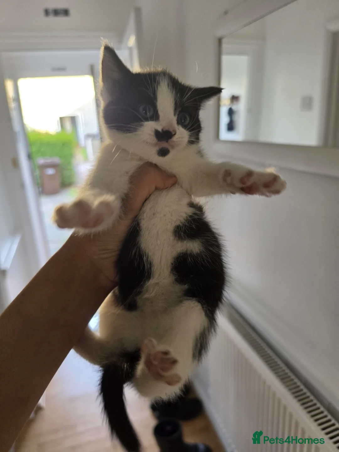American Shorthair cats for sale: Black and White Kittens 3Female 1Male - Advert 5
