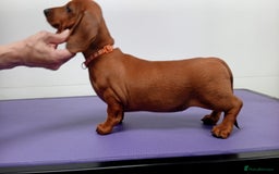 Dachshund dogs for sale: Standard smooth dachshunds males  - Image 6