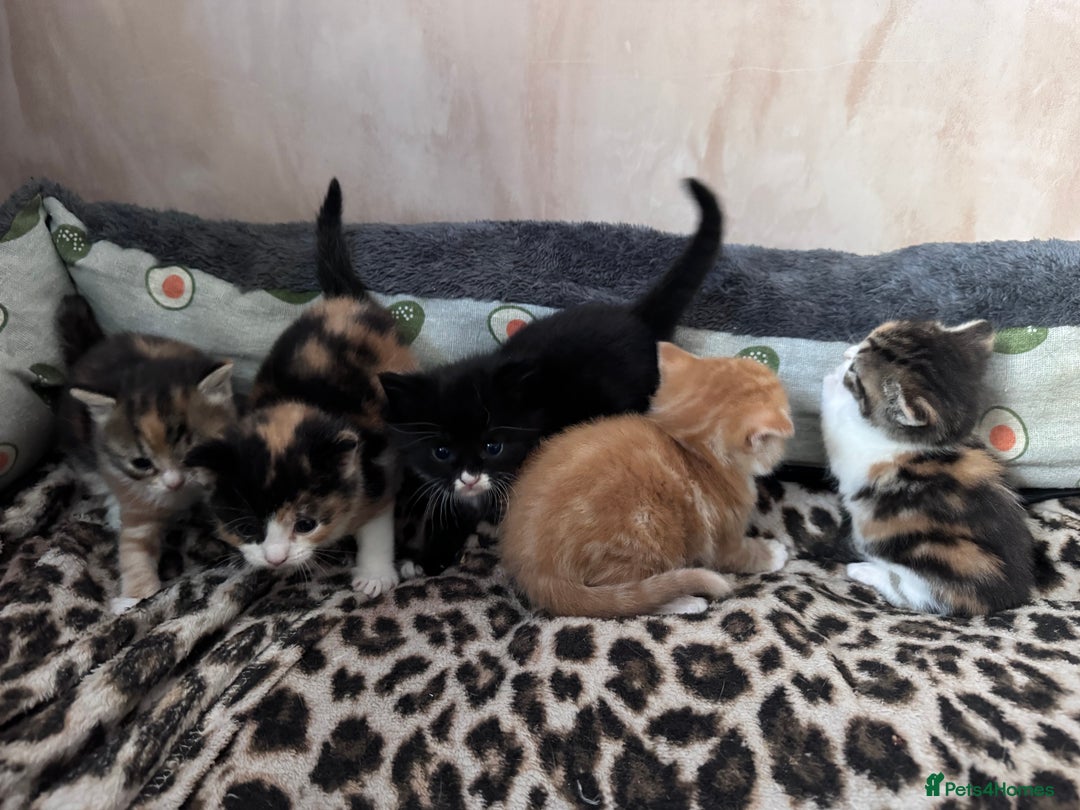 Bengal cats for sale: Beautifull kittens for sale - Image 15