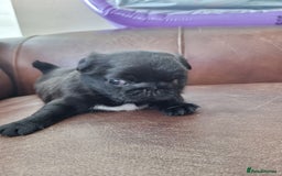 Pug dogs for sale: 3 beautiful girls - Image 4