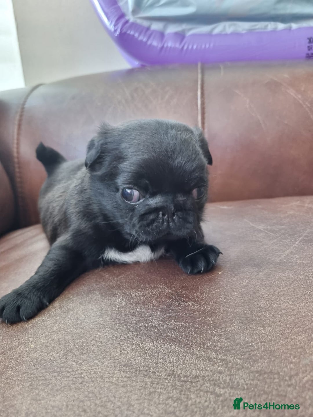 Pug dogs for sale: 3 beautiful girls - Image 4