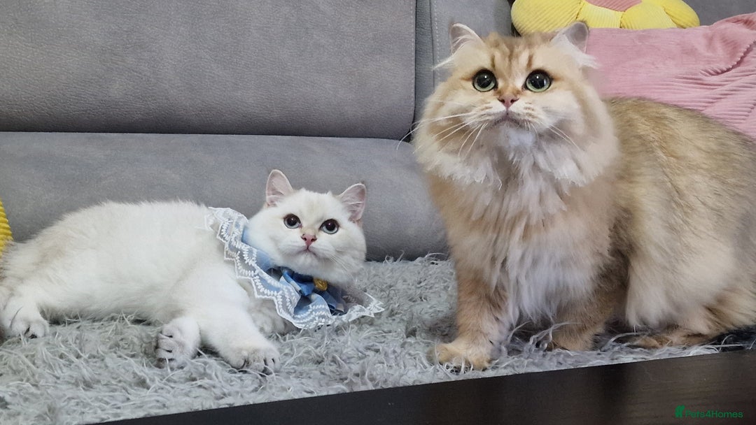 British Shorthair cats for sale: Golden British shorthair Pedigree Neutered  - Image 18