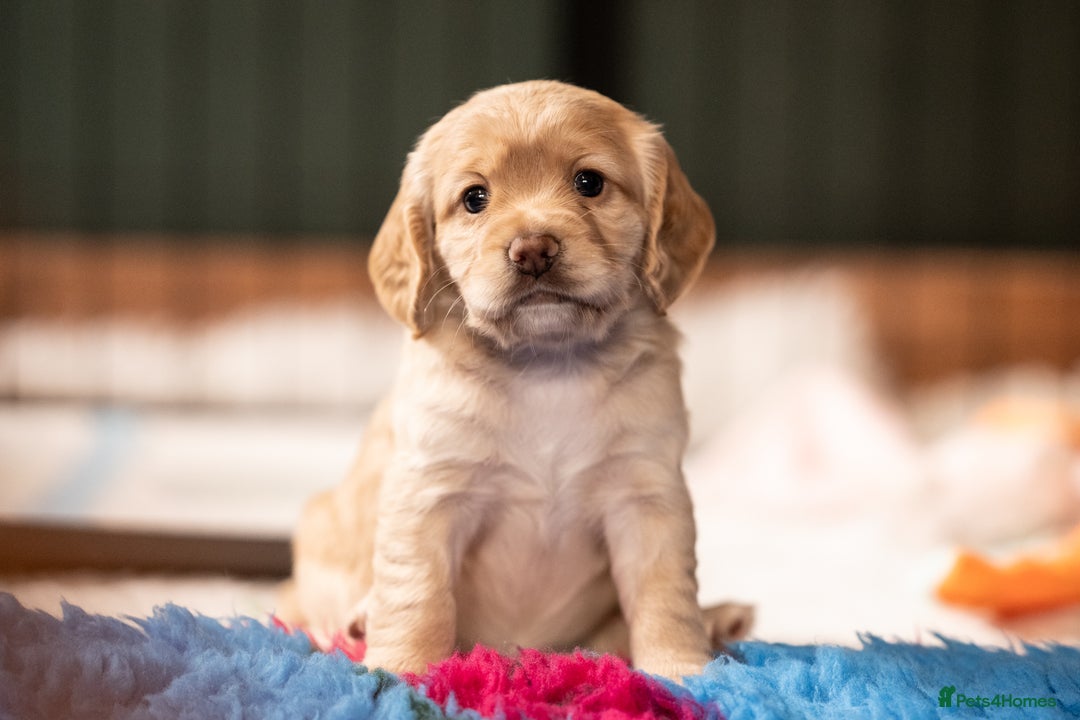 Cocker Spaniel dogs for sale: KC Reg Working Cocker Spaniels (Golden) - Image 11