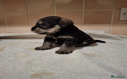 Miniature Schnauzer dogs for sale: KC Reg Miniature Schnauzer Puppies  - Image 5