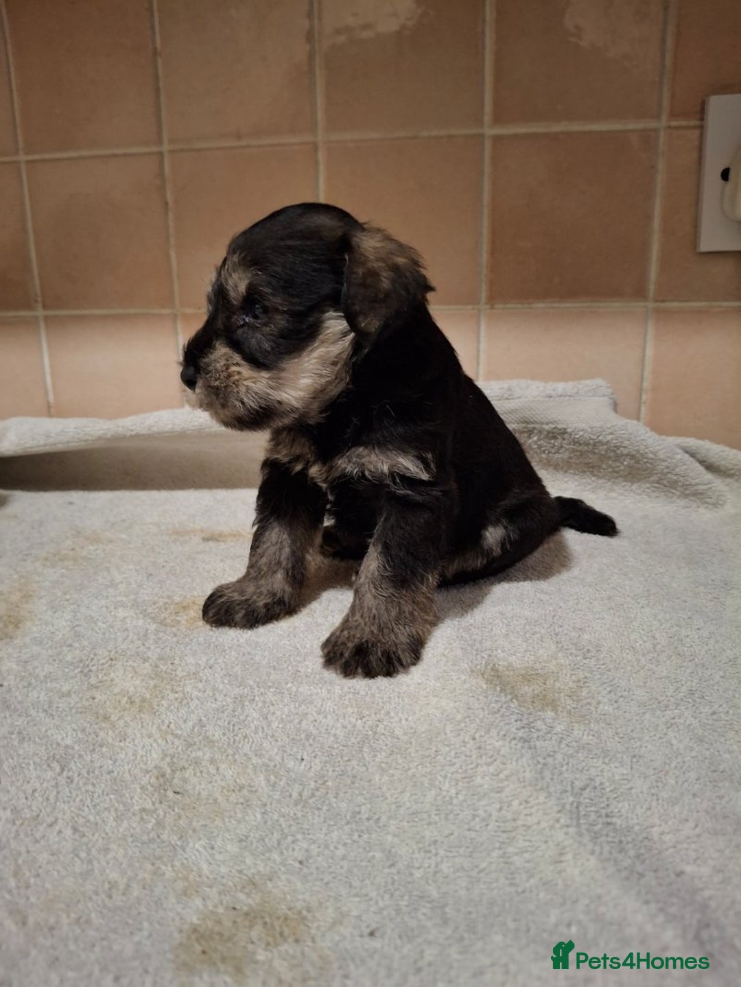 Miniature Schnauzer dogs for sale: KC Reg Miniature Schnauzer Puppies  - Image 5