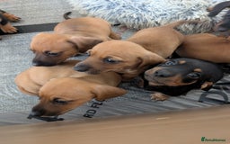 Dachshund dogs for sale: 5 week Old Dachshunds - Image 15