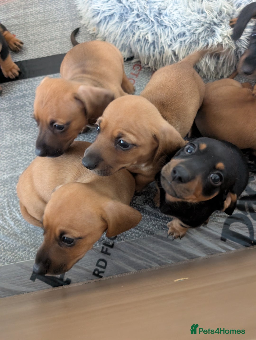 Dachshund dogs for sale: 5 week Old Dachshunds - Image 15