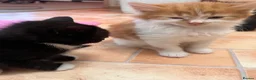 Mixed Breed cats for sale: 🐾 4 Male Kittens Looking for Loving Homes 🐾  - Advert 31
