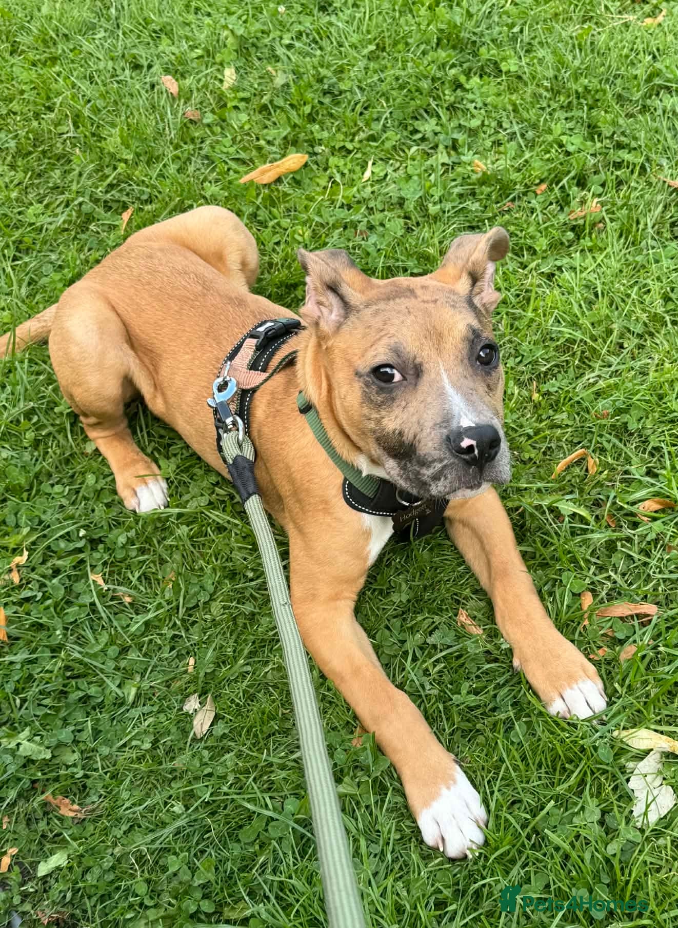 Mixed Breed dogs Belgium Malinois X Staffy  - Advert 1