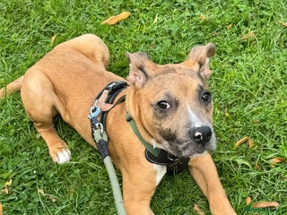 Mixed Breed dogs Belgium Malinois X Staffy - Advert 2