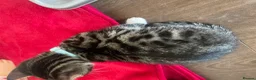 Bengal cats for sale: Beautiful male Bengal kitten - Advert 8