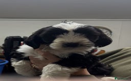 Tibetan Terrier dogs for sale: Araki Tibetan Terriers puppies for sale - Advert 5