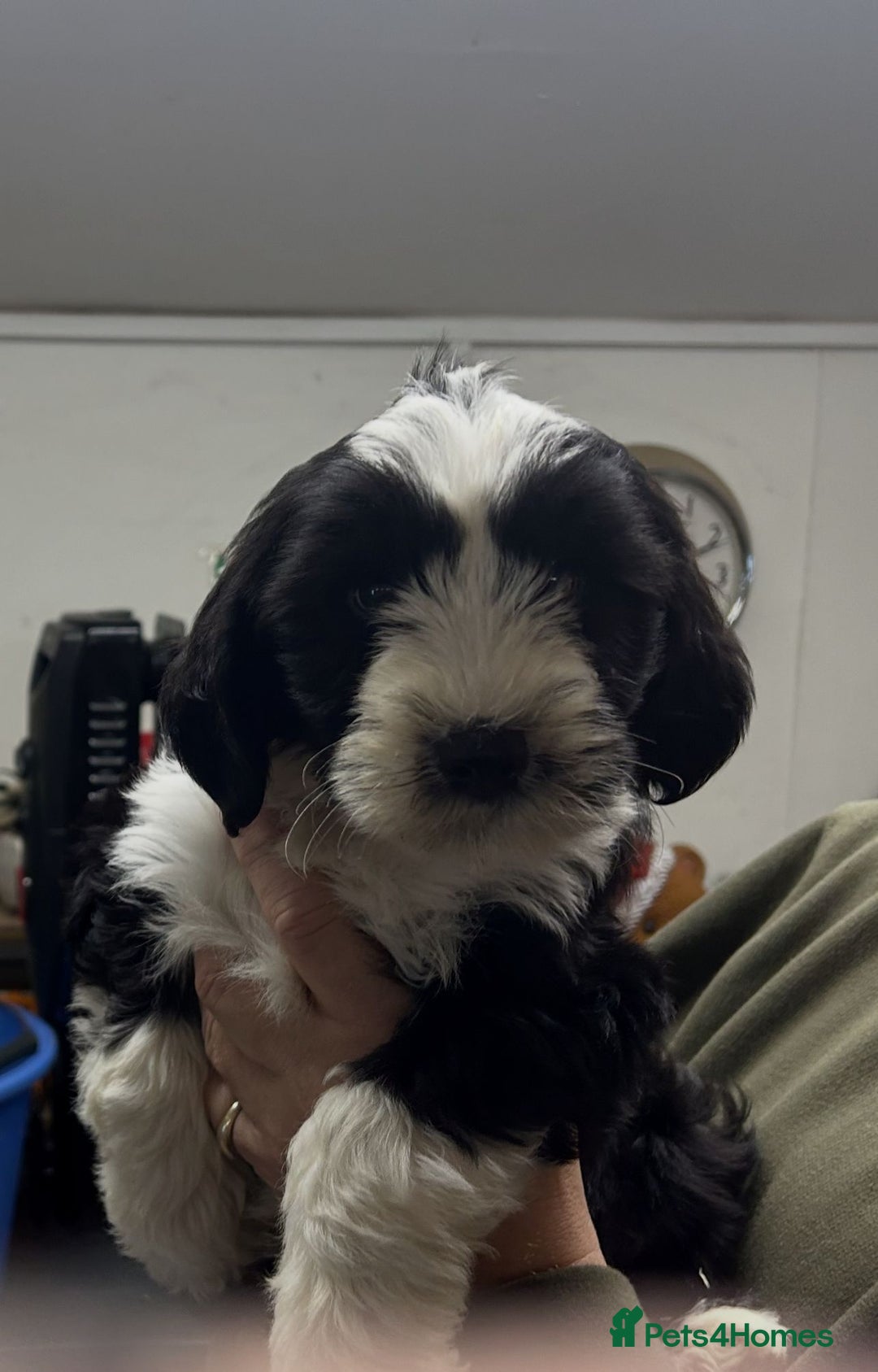 Tibetan Terrier dogs for sale: Araki Tibetan Terriers puppies for sale - Advert 5